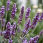 Kwiat lawendy – zdrowotne właściwości, zastosowanie i symbolika